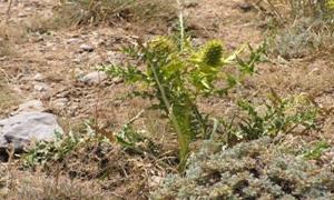 C:\Users\EXPER\Desktop\Yeni Klasör (2)\P08730109.jpg